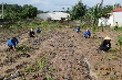 Đoàn cơ sở Tân Hưng (Công ty cổng phần cao su Phước Hòa): trồng cây xanh bảo vệ môi trường